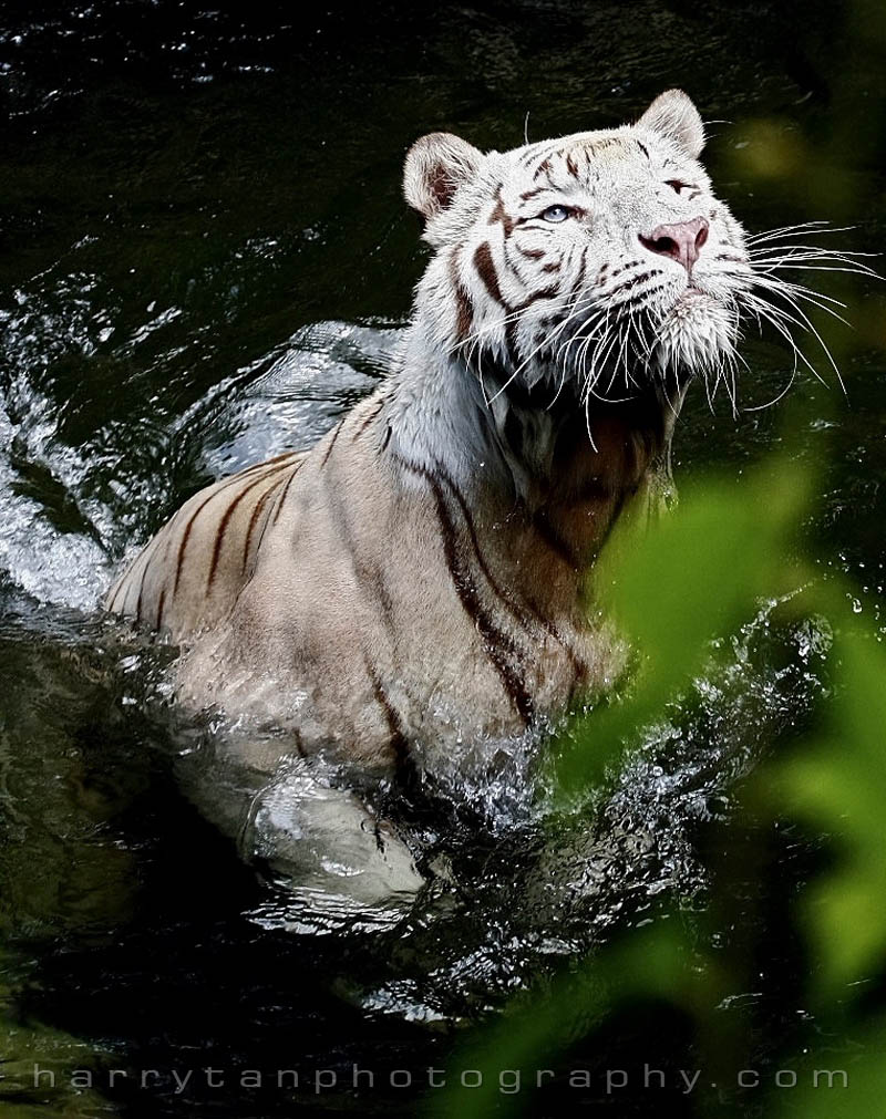 Leaping Tiger